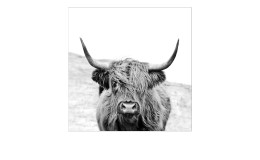Leinwandbild Scottish Highland Cattle 30 x 30 cm