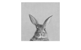 Leinwandbild Rabbit 30 x 30 cm