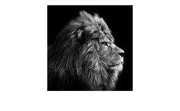 Leinwandbild Grey Lion Head 30 x 30 cm