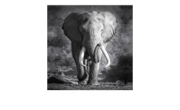 Leinwandbild Grey Elephant Head 30 x 30 cm