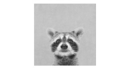 Leinwandbild Young Racoon 30 x 30 cm