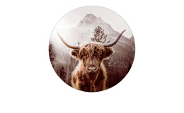 Alubild Scottish Highland Cattle 100 cm