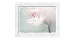Rahmenbild Single White Flower 50 x 70 cm