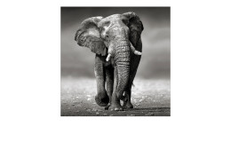 Leinwandbild Grey Elephant 40 x 40 cm