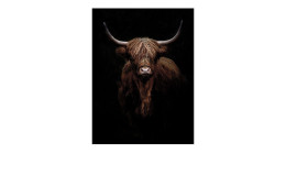 Glasbild Scottish Highland Cattle IX 80 x 60 cm