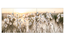 Glasbild Field Flowers In The Sun 50 x 125 cm