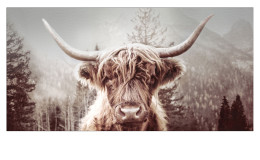 Alubild Scottish Highland Cattle I 100 x 50 cm