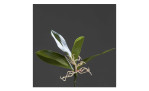 Orchideen-Blattpflanze 16 cm aus Kunststoff mit grünen Stiel und Blätter und weißer Wurzel. Auf einem grauen Hintergrund.