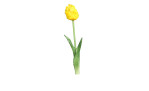 Tulpe 45 cm in gelb