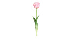 Tulpe 45 cm in Pink