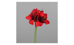 Amaryllis 50 cm aus Kunststoff mit roten Blüten mit einem grünen Stiel. Auf einem grauen Hintergrund.