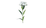 Dianthus 55 cm aus Kunststoff mit weißen Blüten und grünen Stiel und Blätter.