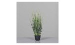 Isolepsisgras 63 cm mit einem grauen Hintergrund