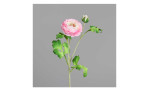 Ranunkel 60 cm in pink, mit einem grauen Hintergrund