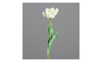 Tulpe 64cm in beige, mit grauen Hintergrund