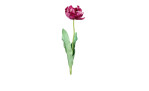 Tulpe 64cm in pink, violett 