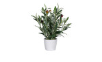 Olivenbaum 32 cm in einem weißen Pflanztopf