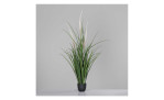 Gras 89 cm, mit einem grauen Hintergrund