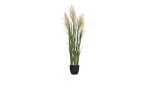 Miscanthus-Gras 115 cm