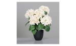 Hortensie 45 cm mit weißen Blüten und grünen Blättern in einem schwarzen Kunststofftopf auf einfarbig grauem Hintergrund.