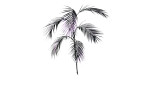 Chico-Zweig 154 cm: Minimalistische Schwarz-Illustration eines einzelnen Palmenblattes mit dünnen, gefiederten Wedeln auf Weiß.