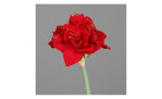 Eine einzelne Amaryllis, 62 cm lang, mit leuchtend roten Blüten vor einem schlichten grauen Hintergrund.