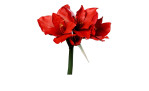 Amaryllis 56 cm aus Kunststoff mit roten Blüten und einem grünen Stiel.