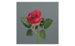 Rose 31 cm aus Kunststoff in rot mit grünen Stiel und Blätter. Auf einem grauen Hintergrund.
