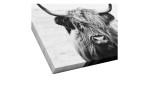 Das Pro-Art Leinwandbild Scottish Highland Cattle 30x30 cm zeigt eine zottelige Kuh und ist perfekt für mehrfarbige Wanddekoration.