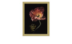 Das Pro-Art Rahmenbild Beautiful & Gold IV (24x19 cm) zeigt eine rote Mohnblume und einen goldenen kursiven Text auf MDF.