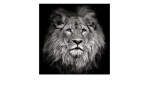 Leinwandbild Lionhead 40x40 cm von Pro-Art: Schwarz-weißer Löwe mit Mähne, ideal als Wanddeko auf MDF.