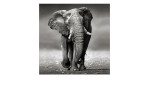 Leinwandbild Grey Elephant 40 x 40 cm von Pro-Art zeigt einen schwarz-weißen Elefanten auf Sand mit unscharfem Hintergrund.