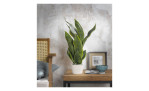 Kunstpflanze 50 cm mit grünen Blättern und weißen Topf. Auf einem dekorierten Hintergrund.
